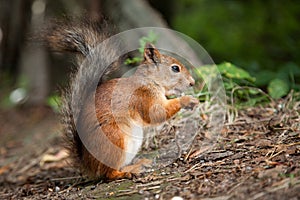 Red squirrel eating in a park