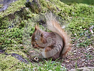 Red Squirrel eating peanut - sitting on a tree stump