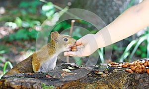 Red Squirrel Eating Peanuts