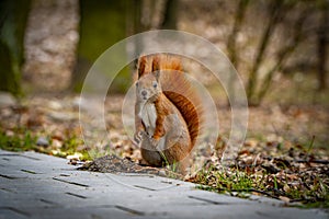 Red squirrel