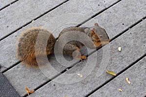 Red squirrel eating peanuts