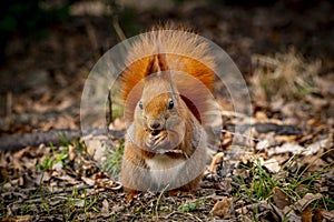 Red squirrel