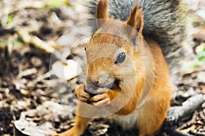 Red squirrel eating pine nuts from a human hand