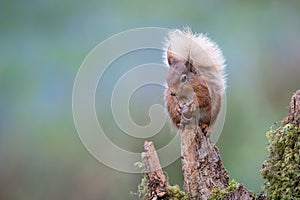 Red squirrel eating