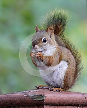 Red Squirrel Eating Seeds