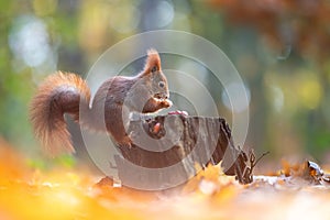 Red squirrel eating seeds on a stump in the woods on a sunny autumn day. Creamy bokeh. Wild animal in natural