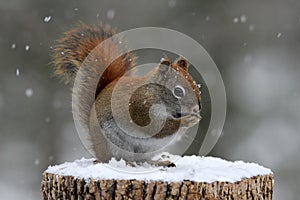 Red Squirrel Eating Seeds in Winter