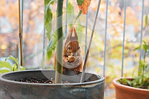 Red squirrel eating walnut. Animal seeking food and robbing nuts on balcony