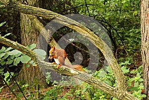 Red squirrel eating a walnut, sitting on a branch