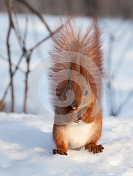 Red squirrel eating a walnut on snow
