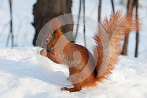 Red squirrel eating a walnut on snow