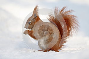 Red Squirrel eating on white snow
