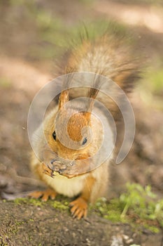 Red squirrel eats nuts