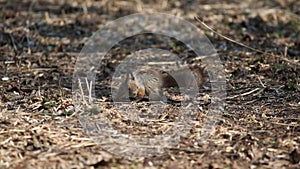 Red squirrel or Eurasian red squirrel /Sciurus vulgaris/ searches for food among the dry leaves on the groun