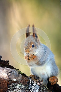 The red squirrel or Eurasian red squirrel Sciurus vulgaris sitting on the tree. Red squirrel with food in front paws and with