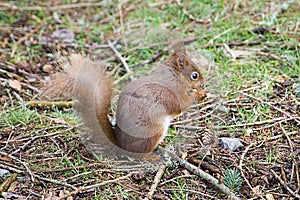 Red Squirrel eating nut on the ground photo