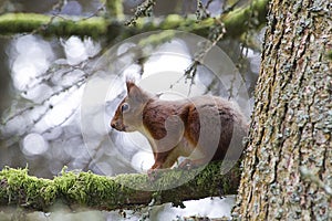 Red Squirrel posing - sitting on a tree branch photo