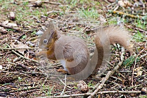 Red Squirrel eating nut on the ground photo