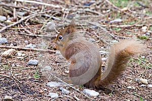 Red Squirrel eating nut on the ground photo