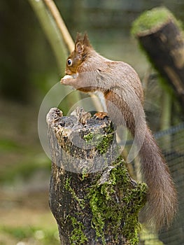 Red Squirrel eating nut on a tree stump photo