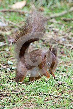 Red Squirrel burying a nut in the ground photo