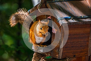 The red squirrel