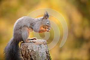 Red squirrel in fall