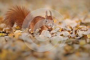 Red squirrel in fallen leaves