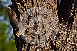 Red Squirrel feeding in City Park, Canyon, Texas.