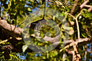 Red Squirrel feeding in City Park, Canyon, Texas.