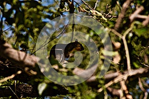 Red Squirrel feeding in City Park, Canyon, Texas.