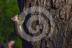 Red Squirrel feeding in City Park, Canyon, Texas. photo