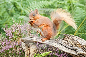 Red squirrel feeding in English forest