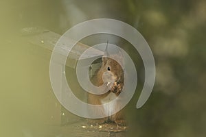 Red squirrel feeding on feeder