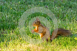 Red squirrel feeding on the ground