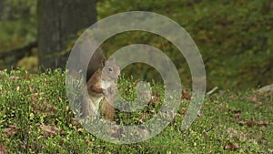 Red squirrel feeding from its cache