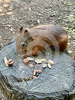 Red squirrel feeding on nuts
