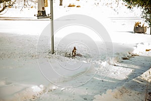 Red squirrel feeding nuts in winter on the snow