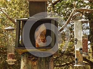 Red squirrel at Feeding Station