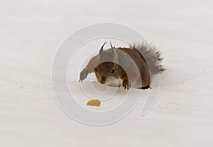 Red squirrel finding a nut in snow