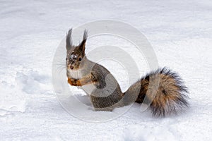 Red squirrel with a fluffy tail on white snow in winter park.