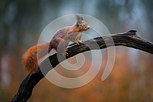 Red squirrel in a forest