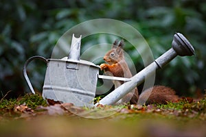 Red squirrel in a forest