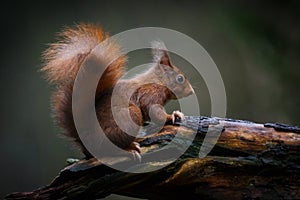 Red squirrel in a forest