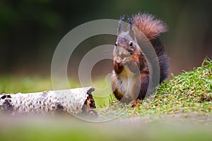 Red squirrel in a forest