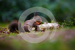 Red squirrel in a forest