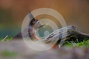 Red squirrel in a forest