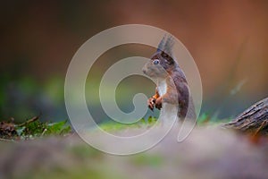 Red squirrel in a forest