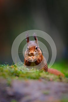 Red squirrel in a forest