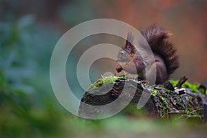 Red squirrel in a forest